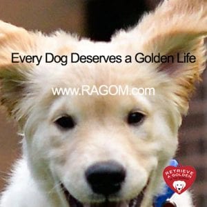 RAGOM - Retrieve a Golden of the Midwest